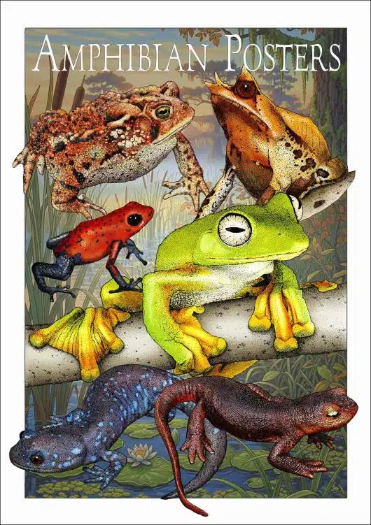 Amphibian Posters