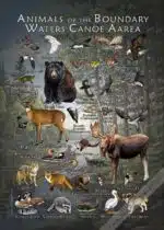 Boundary Waters Canoe Area wildlife poster print