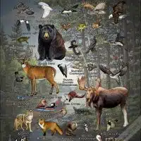 Boundary Waters Canoe Area wildlife poster print