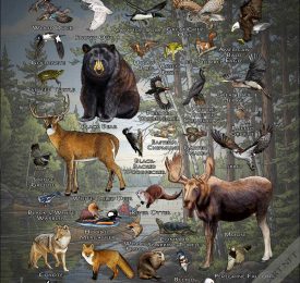 Boundary Waters Canoe Area wildlife poster print