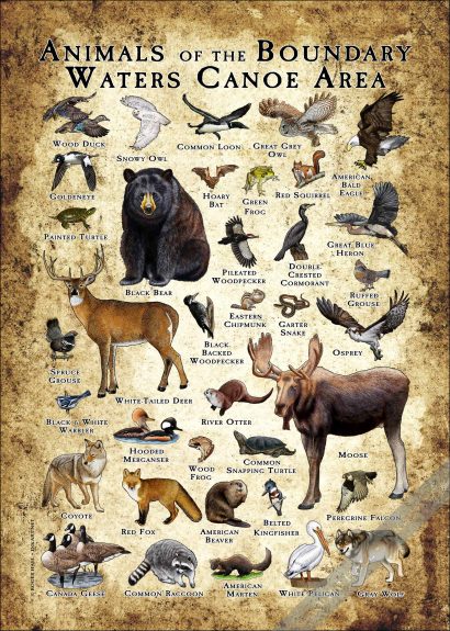 Wildlife of Voyageurs National Park poster print