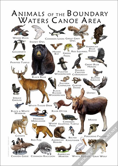 Animals of the Boundary Waters Canoe Area Poster - Image 2