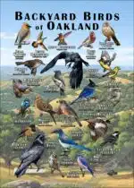 Backyard Birds of Oakland Poster Print
