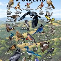 Backyard Birds of Oakland Poster Print