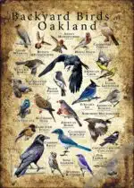 Backyard Birds of Oakland poster