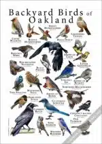 Backyard Birds of Oakland Poster Print - Image 3