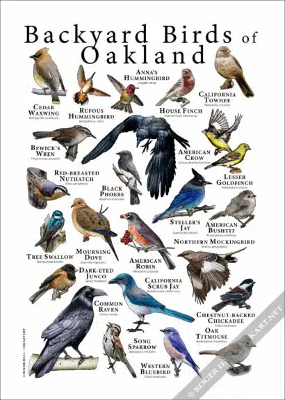 Backyard Birds of Oakland Poster Print - Image 3