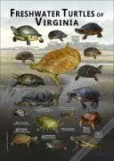 Freshwater Turtles of Virginia Poster