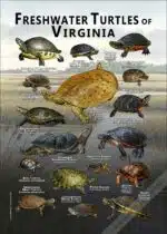 Freshwater Turtles of Virginia Poster