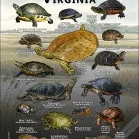 Freshwater Turtles of Virginia Poster