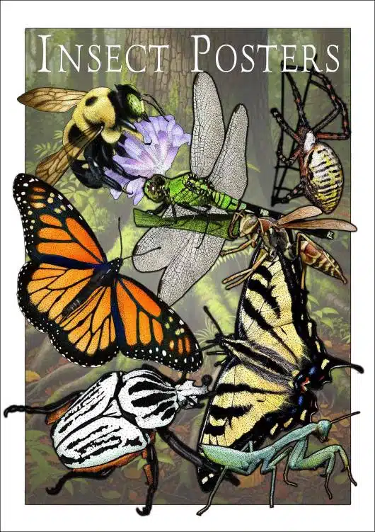 Insect Posters
