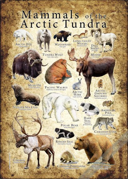 Mammals of the Arctic Tundra Poster Print - Image 3