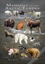 Mammals of the Arctic Tundra poster