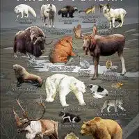 Mammals of the Arctic Tundra poster