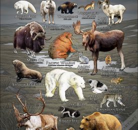 Mammals of the Arctic Tundra poster