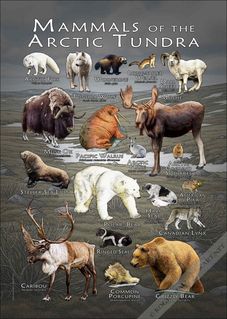 Mammals-of-the-Arctic-Tundra-