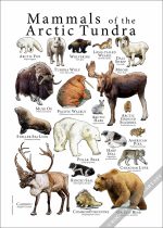 Mammals of the Arctic Tundra Poster Print - Image 2