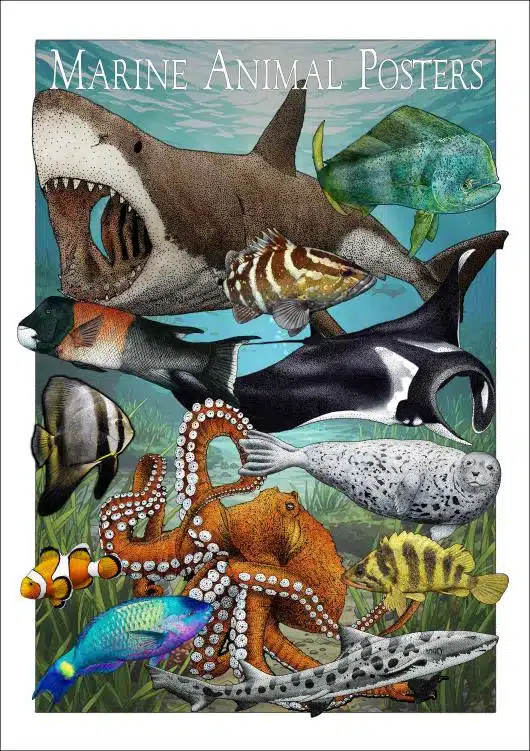 Marine Animal Posters