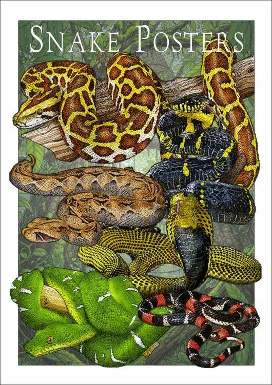 Snake Posters