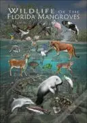 Wildlife of the Florida Mangroves Poster