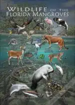 Wildlife of the Florida Mangroves Poster