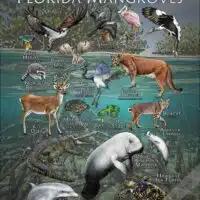 Wildlife of the Florida Mangroves Poster