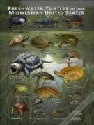 Freshwater Turtles of the Mid-Western US poster