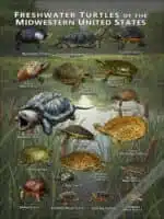 Freshwater Turtles of the Mid-Western US poster