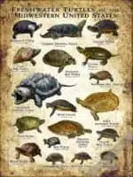 Freshwater Turtles of the Midwestern US Poster Print - Image 2