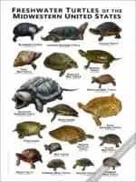 Freshwater Turtles of the Midwestern US Poster Print - Image 3