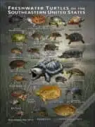 Freshwater Turtles of the Southeastern United States poster