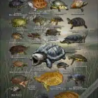 Freshwater Turtles of the Southeastern United States poster