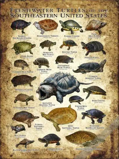 Freshwater Turtles of the Southeastern US Poster Print - Image 2