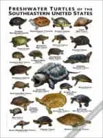 Freshwater Turtles of the Southeastern US Poster Print - Image 3