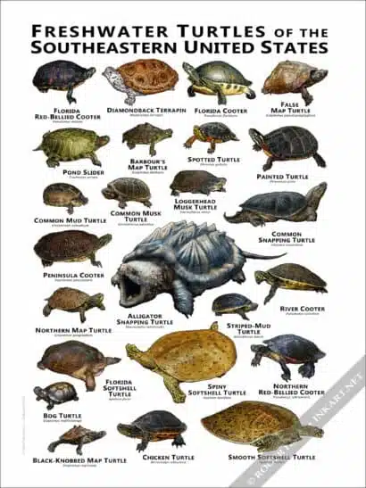 Freshwater Turtles of the Southeastern US Poster Print - Image 3