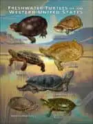 Freshwater Turtles of the Western US poster