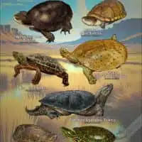 Freshwater Turtles of the Western US poster