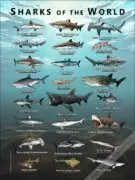 Sharks of the World