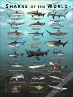 Sharks of the World