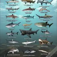 Sharks of the World
