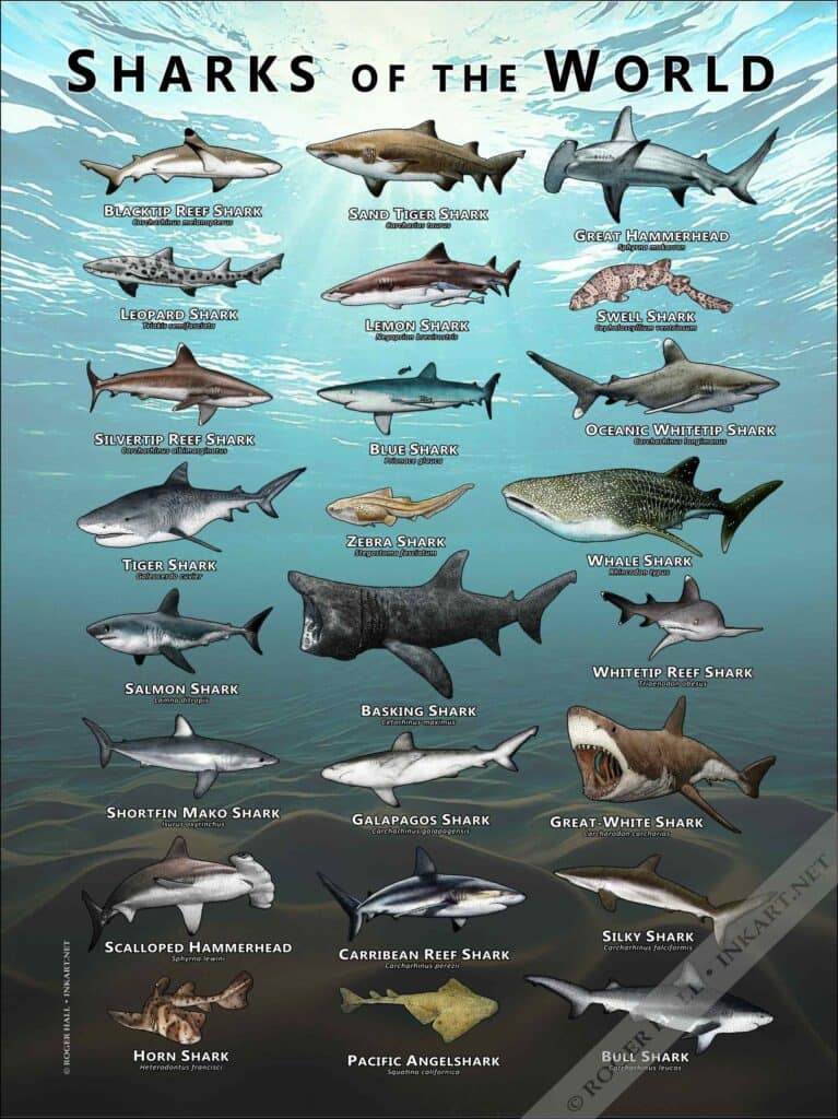 Sharks of the World Poster Print