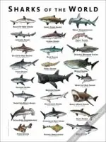 Sharks of the World Poster Print - Image 2