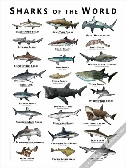 Sharks of the World Poster Print - Image 2