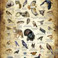 Wildlife of King Estate Open Space, Oakland poster