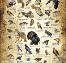 Wildlife of King Estate Open Space, Oakland poster