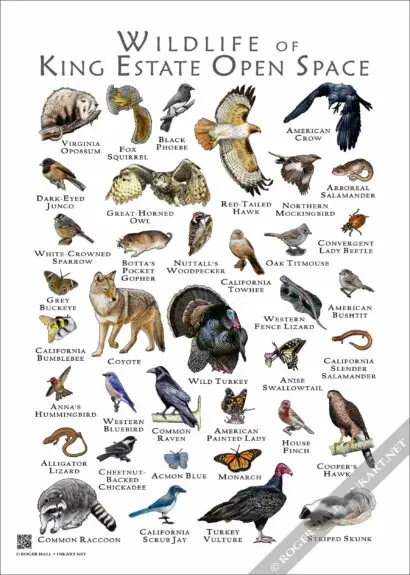 Wildlife of King Estate Open Space - Image 2