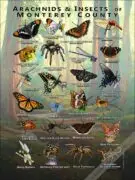 Arachnids & Insects of Monterey County Poster