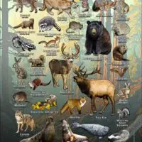 Mammals of Monterey County, California poster print