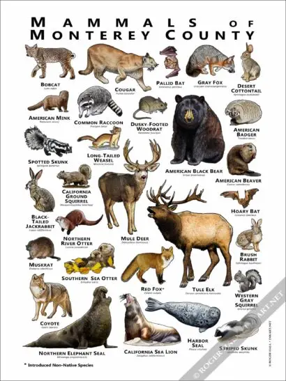 Mammals of Monterey County Poster - Image 2
