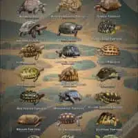 Tortoises of the World poster